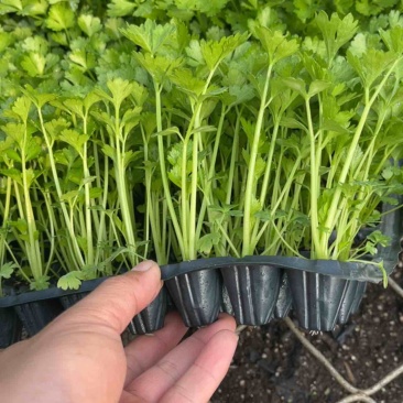芹菜苗精品法国皇后西芹苗芹菜苗成活率高品种纯正假一赔十