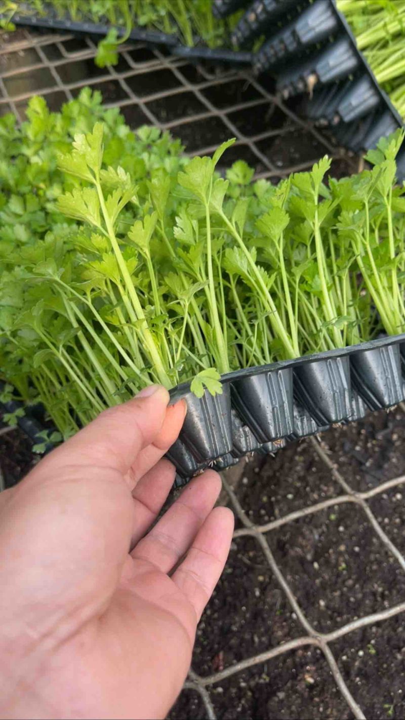 芹菜苗精品法国皇后西芹苗芹菜苗成活率高品种纯正假一赔十
