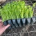 芹菜苗精品法国皇后西芹苗芹菜苗成活率高品种纯正假一赔十