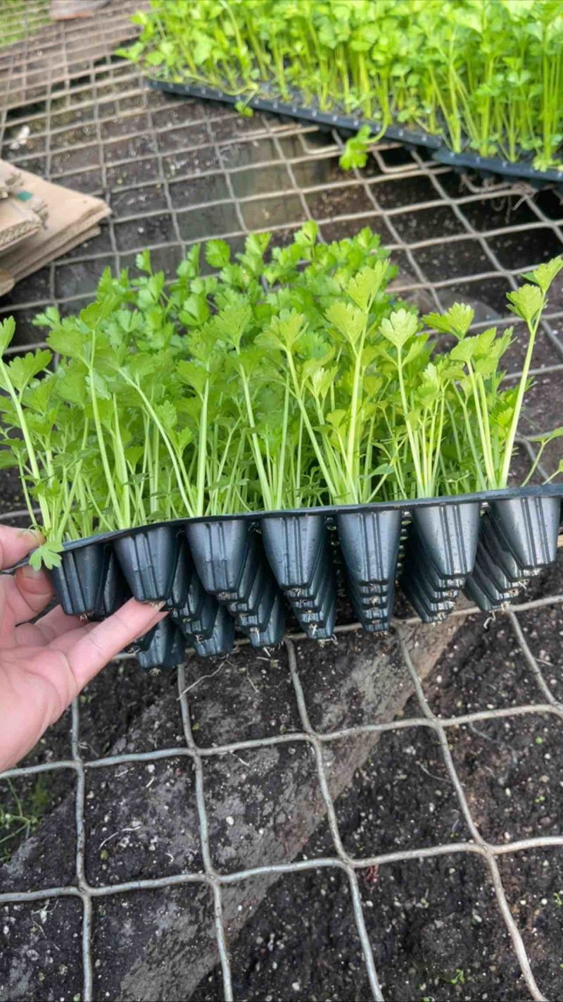 芹菜苗精品法国皇后西芹苗芹菜苗成活率高品种纯正假一赔十