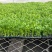 芹菜苗精品法国皇后西芹苗芹菜苗成活率高品种纯正假一赔十