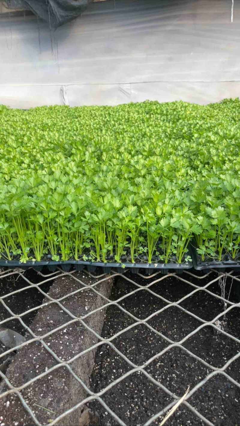 芹菜苗精品法国皇后西芹苗芹菜苗成活率高品种纯正假一赔十
