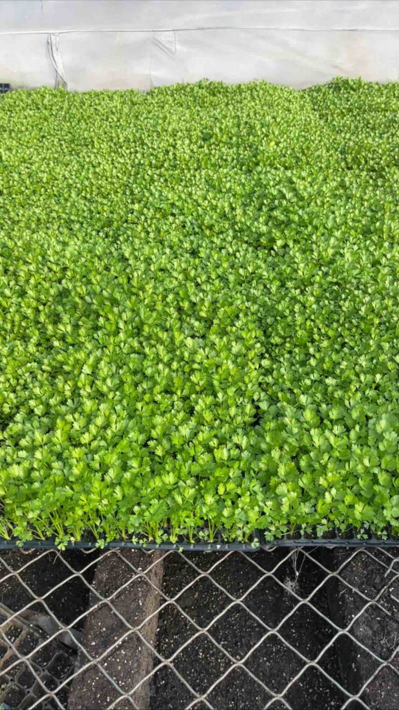 芹菜苗精品法国皇后西芹苗芹菜苗成活率高品种纯正假一赔十