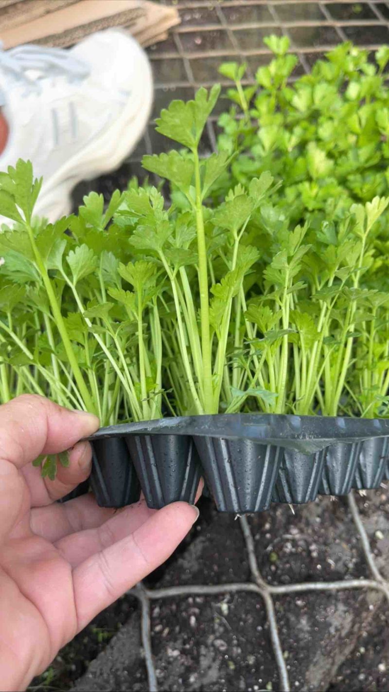 芹菜苗精品法国皇后西芹苗芹菜苗成活率高品种纯正假一赔十