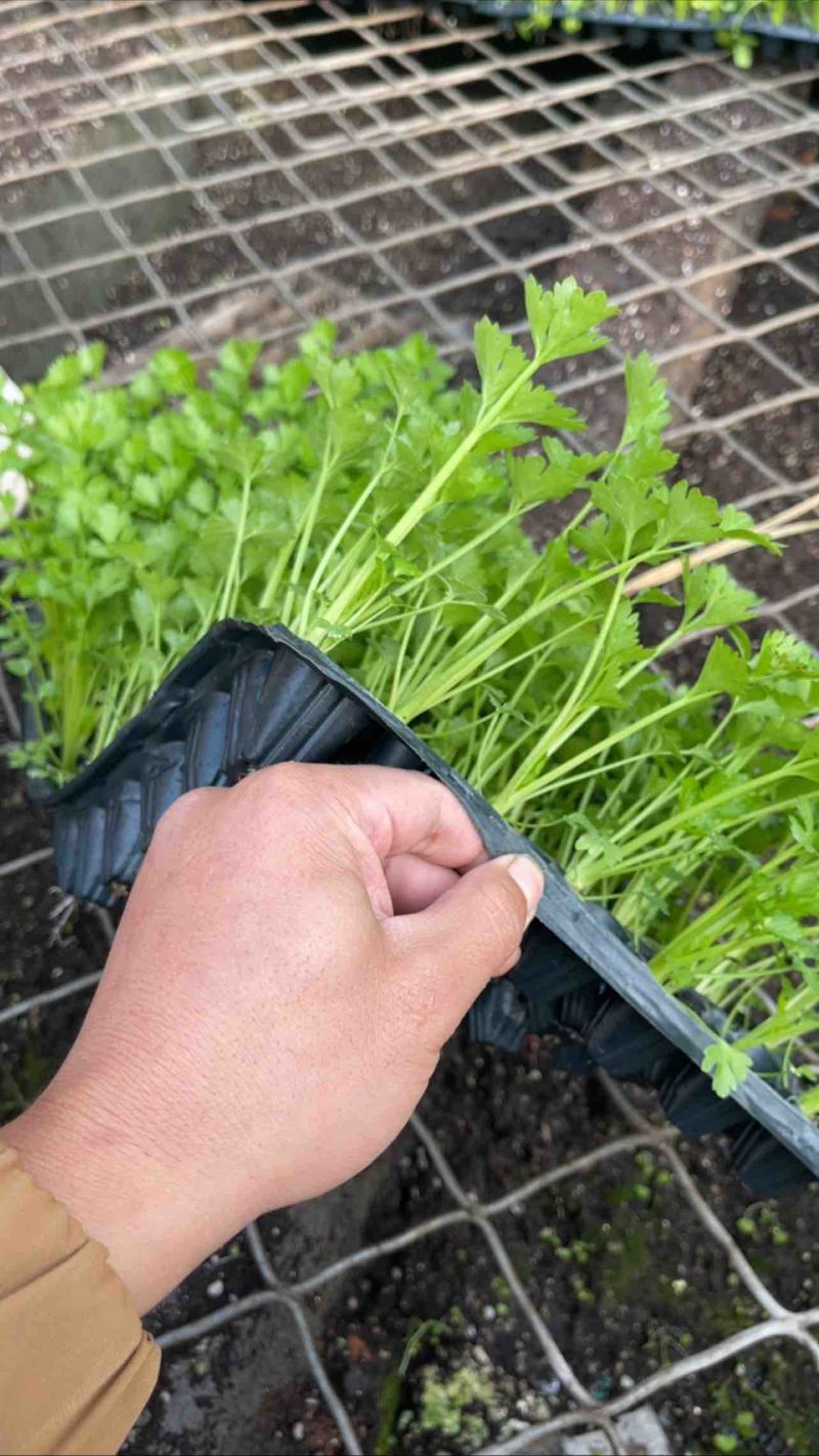 芹菜苗精品法国皇后西芹苗芹菜苗成活率高品种纯正假一赔十