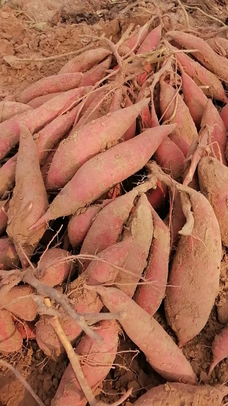 开封红薯龙九蜜薯基地种植户一手货源库存充足量大从优