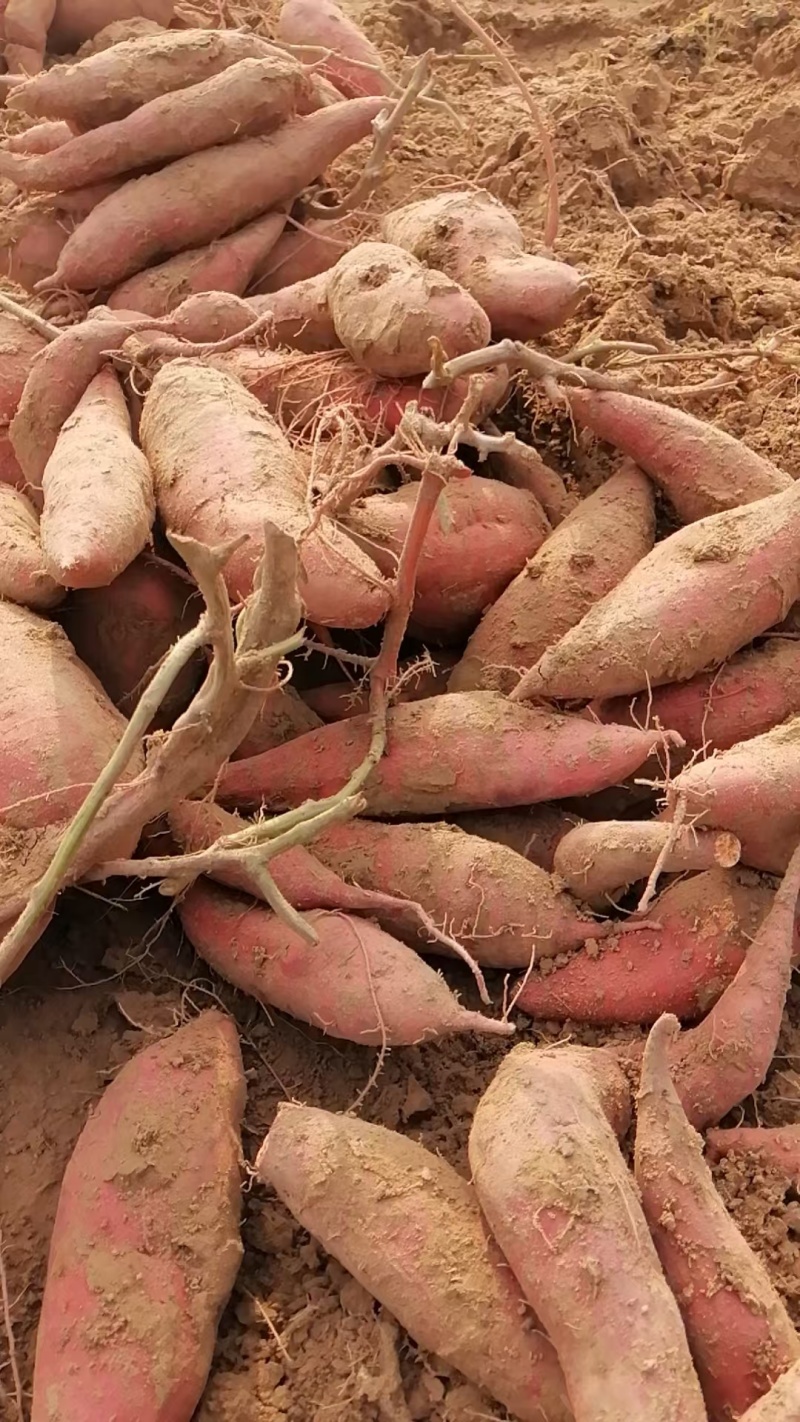 开封红薯龙九蜜薯基地种植户一手货源库存充足量大从优