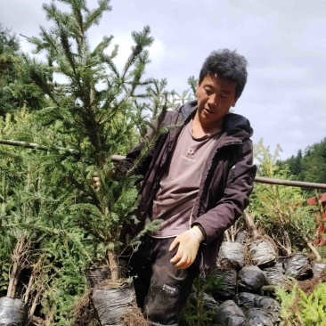云杉苗，苗木基地直发货源，各种规格都有全国发货