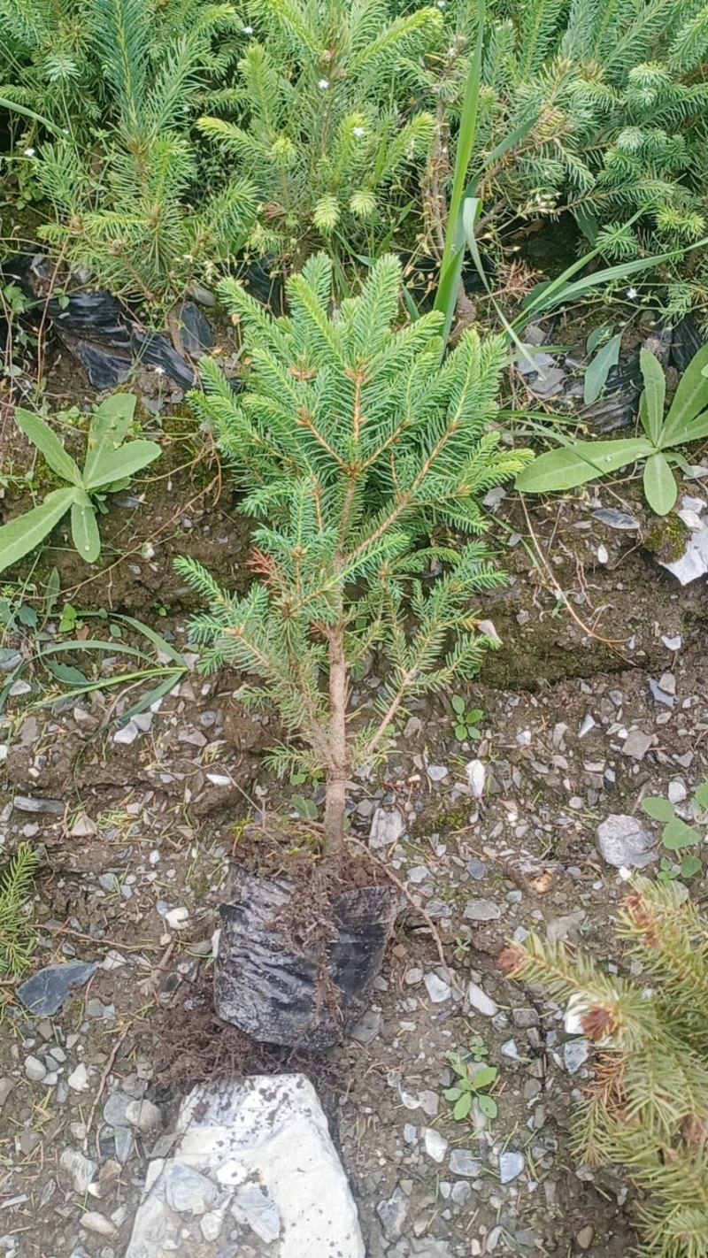 云杉苗，苗木基地直发货源，各种规格都有全国发货