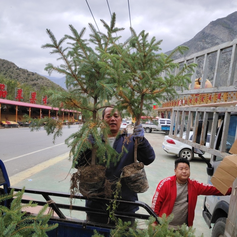 云杉苗，苗木基地直发货源，各种规格都有全国发货