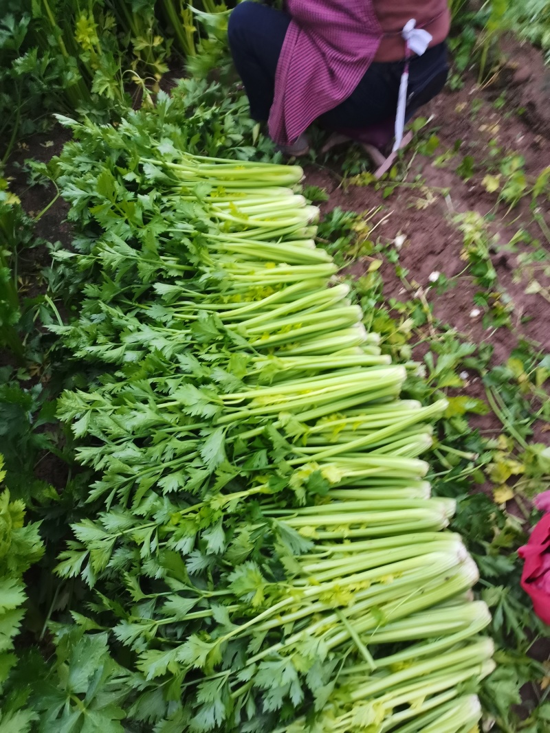 我是山东济南商河芹菜产区，有路地的，冷棚的，暖棚的，