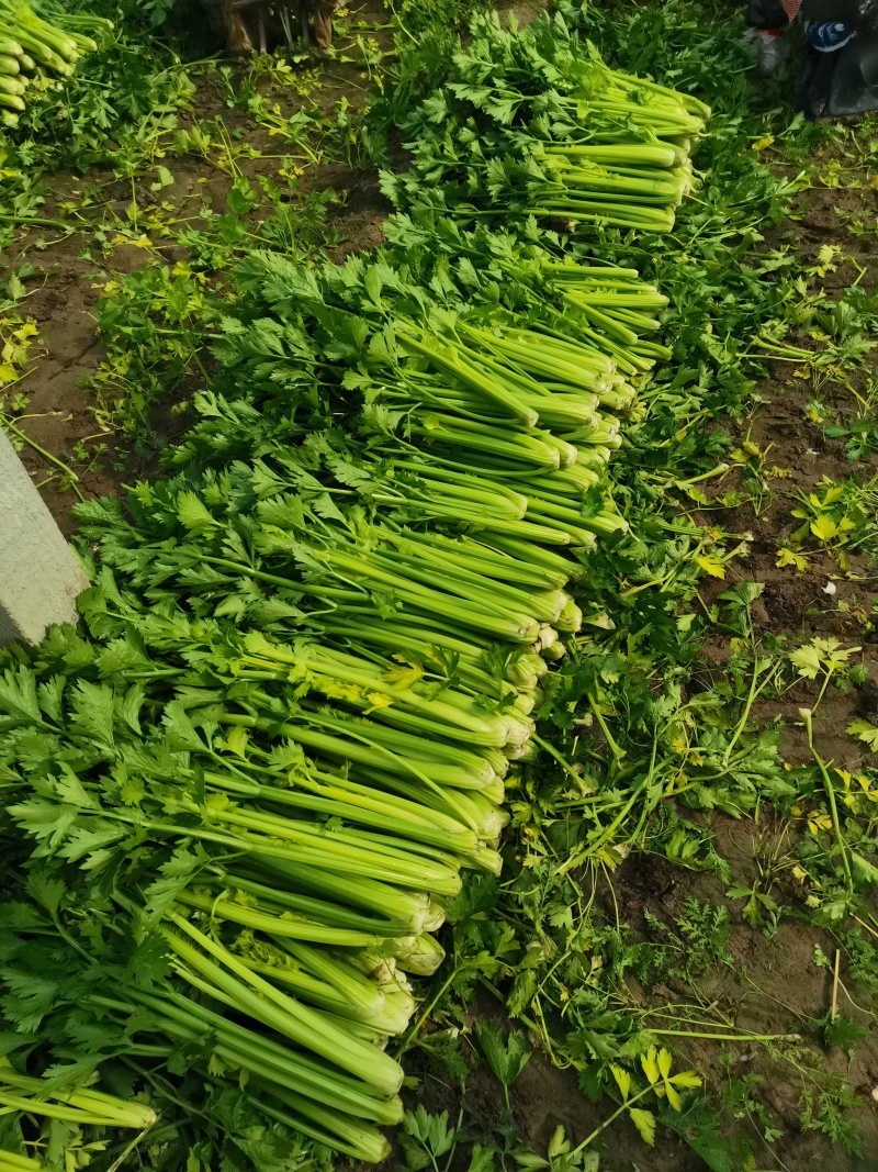 我是山东济南商河芹菜产区，有路地的，冷棚的，暖棚的，