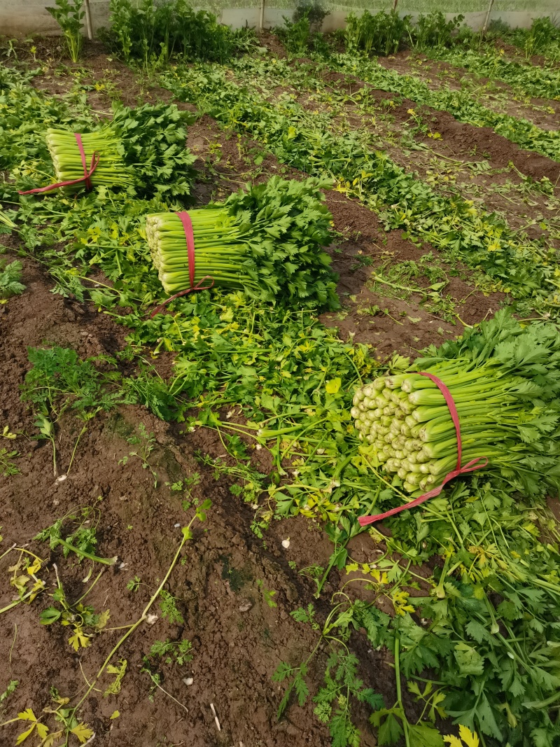 我是山东济南商河芹菜产区，有路地的，冷棚的，暖棚的，