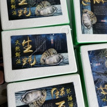 小包装福建生蚝一口蚝