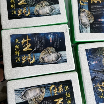 小包装福建生蚝一口蚝