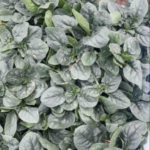 精品中小颗趴地菠菜
