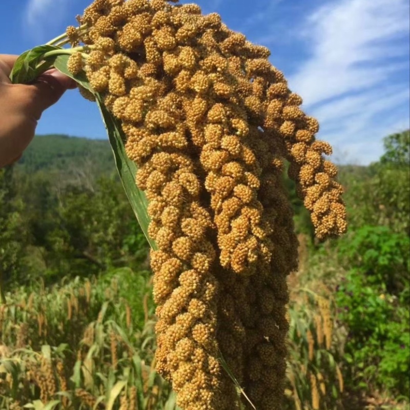 黄小米