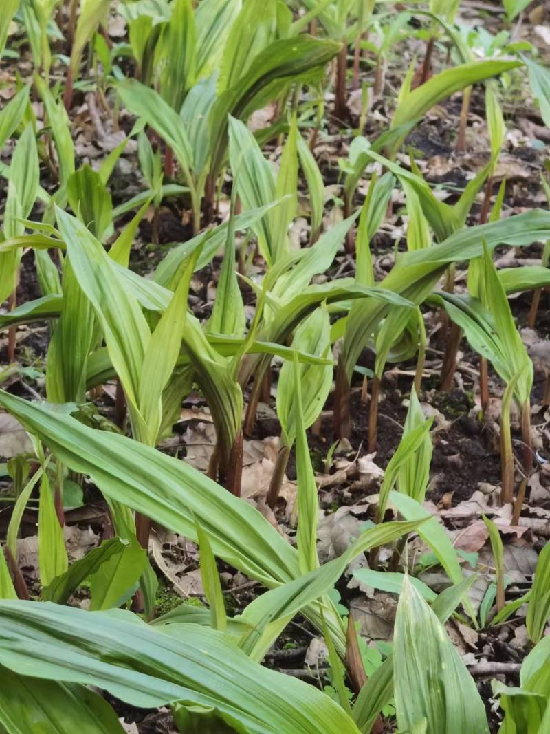 毛慈菇苗，紫花宽叶，产地自供免费提供种植技术指导