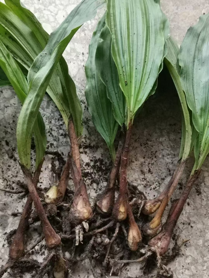 毛慈菇苗，紫花宽叶，产地自供免费提供种植技术指导