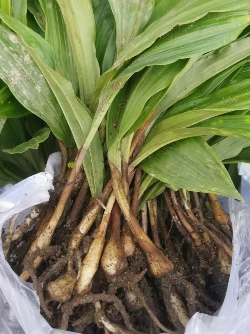 毛慈菇苗，紫花宽叶，产地自供免费提供种植技术指导