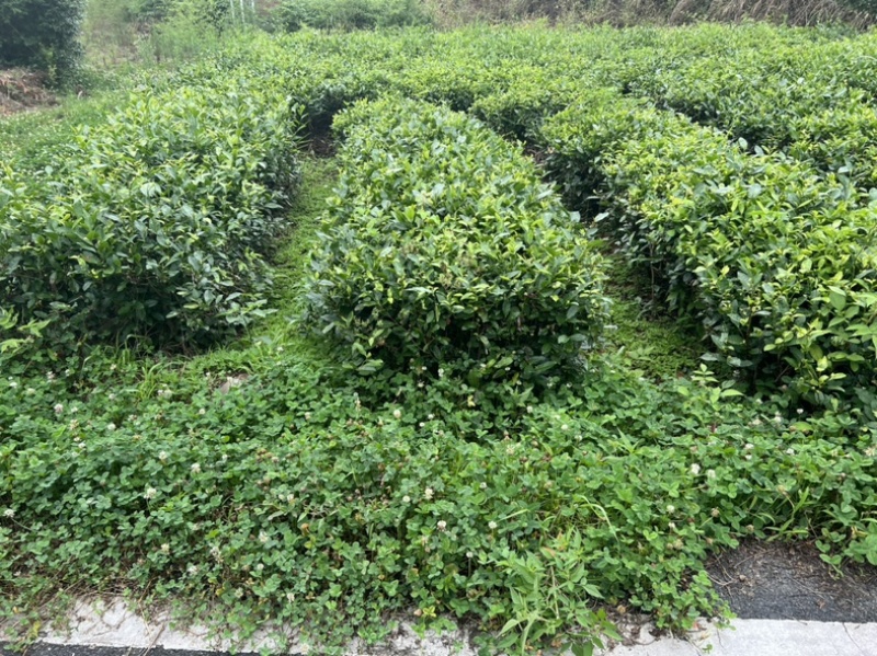 茶园认购5999元一亩/年