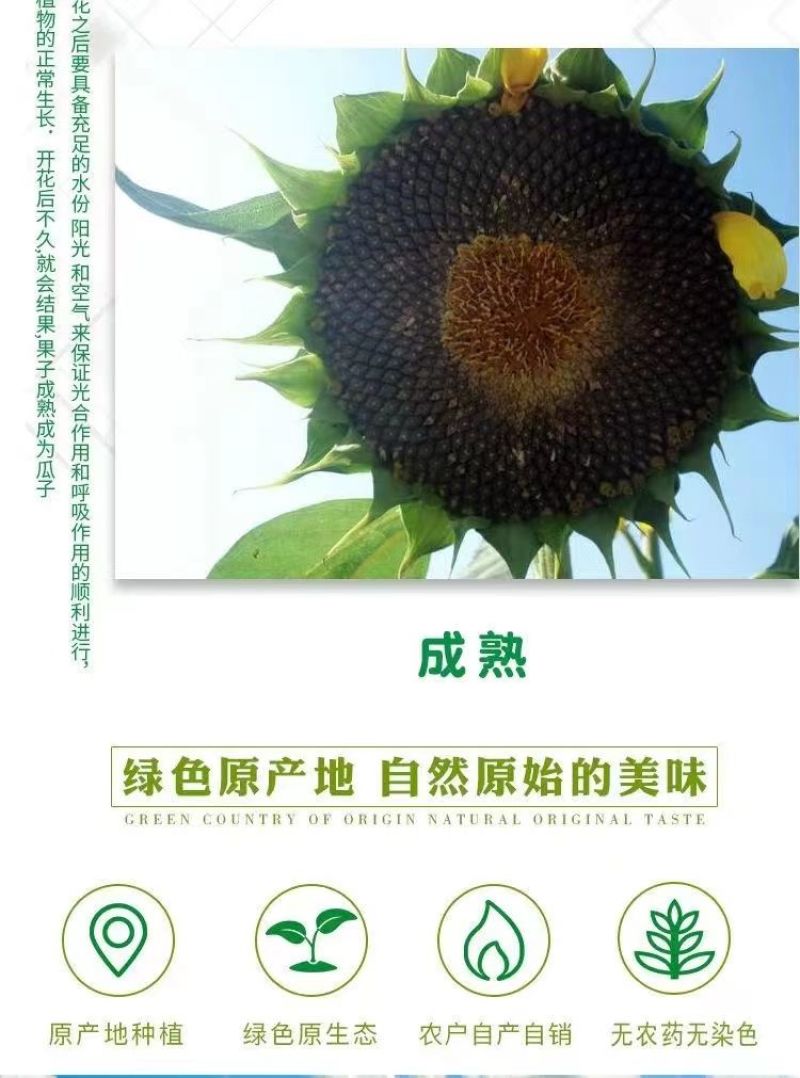 内蒙生葵瓜子脱皮瓜子大量批发各种口味都做欢迎致电合作