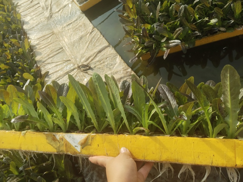 云南紫叶窝笋苗