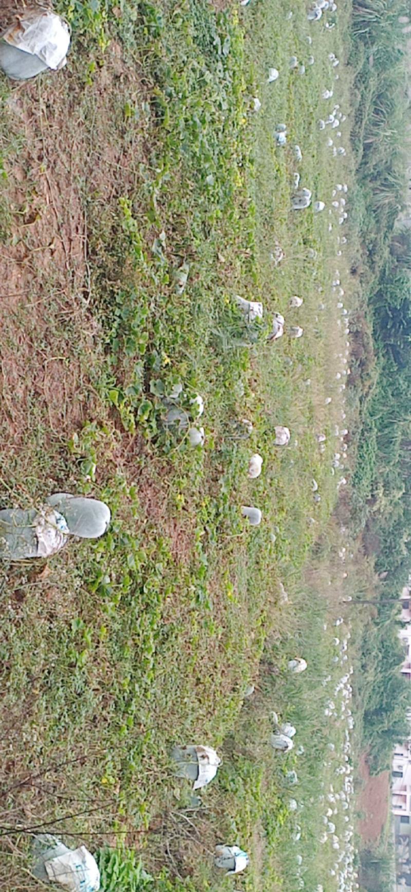 四川冬瓜精品白皮冬瓜基地直供量大从优全国发货