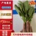 【精品】山东大叶菠菜货量充足对接各大电商平台市场