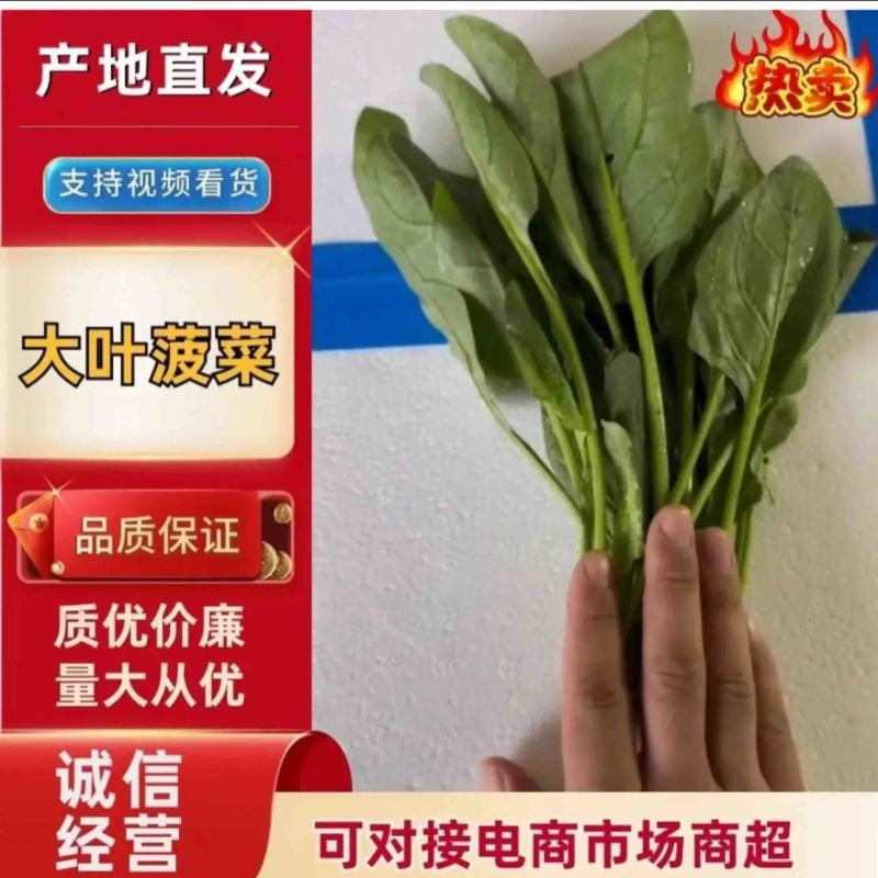 【精品】山东大叶菠菜货量充足对接各大电商平台市场