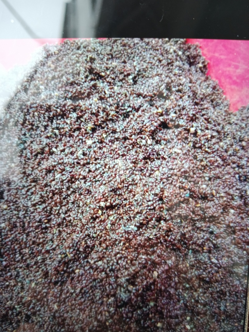 正宗四川梨树种子