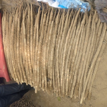 小白嘴大货质量好，价位不高产地直发货，有要的老板电话联系
