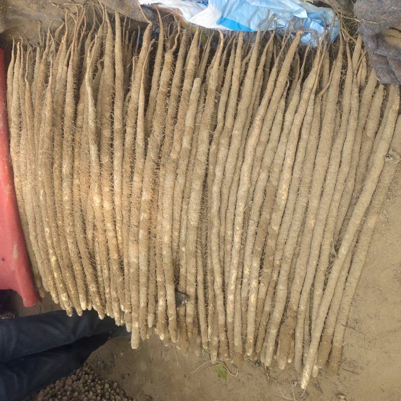 小白嘴大货质量好，价位不高产地直发货，有要的老板电话联系