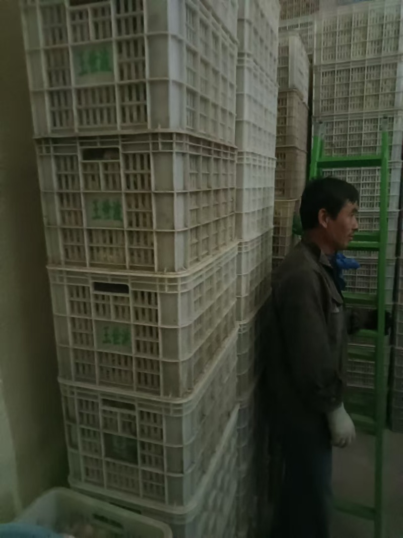 山东冬枣冷库冬枣货源充足，对接社区团购美团多多买菜电商