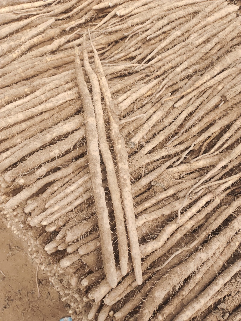 小白嘴大货质量好，价位不高产地直发货，有要的老板电话联系