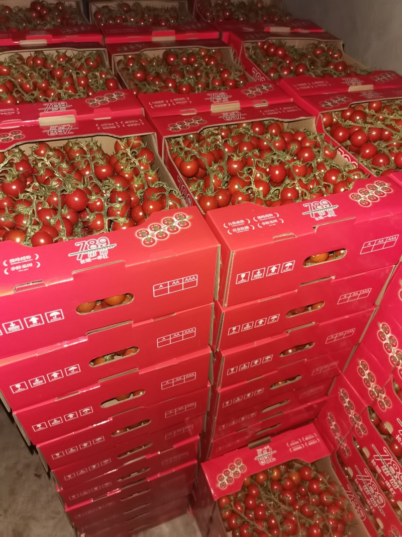 串收水果番茄，八分甜两分酸，通货，精品都有，500亩。
