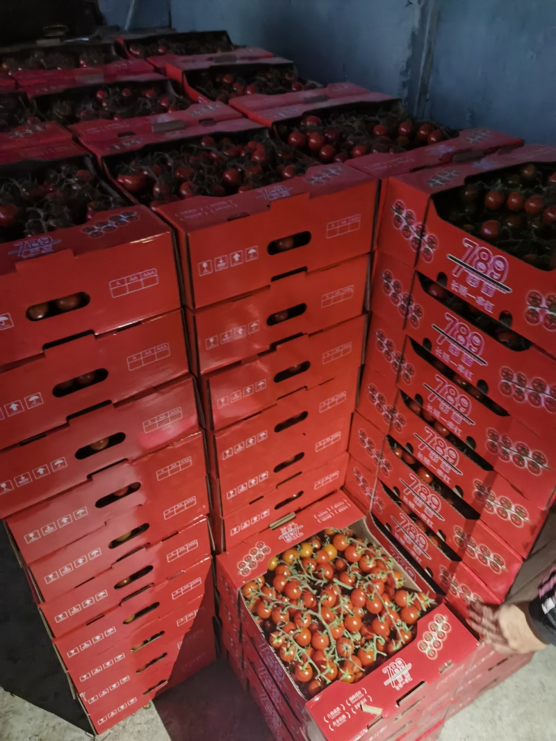 串收水果番茄，八分甜两分酸，通货，精品都有，500亩。