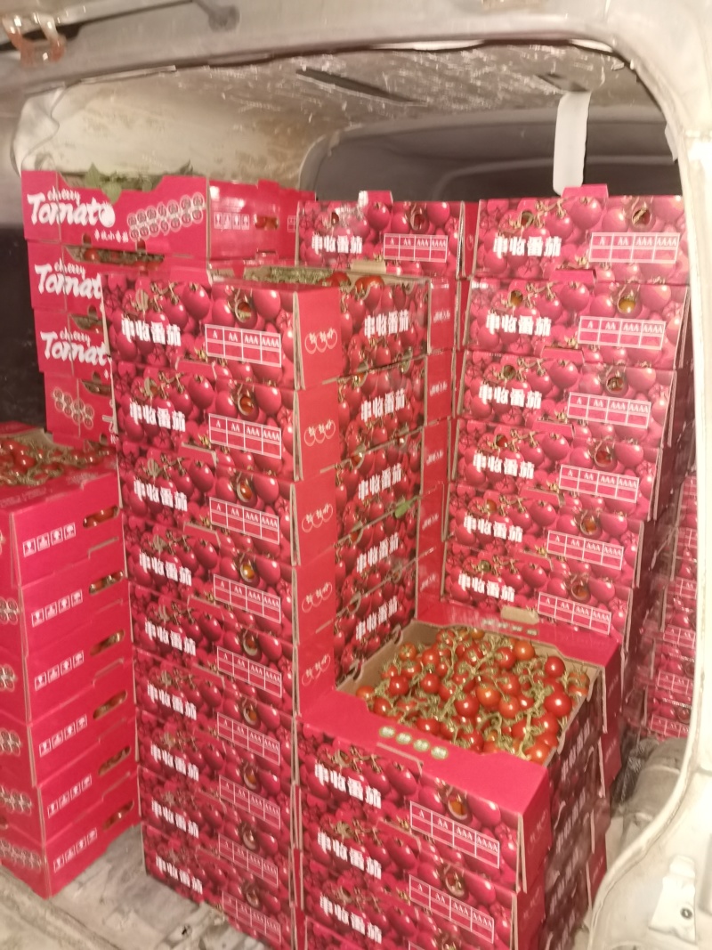 串收水果番茄，八分甜两分酸，通货，精品都有，500亩。