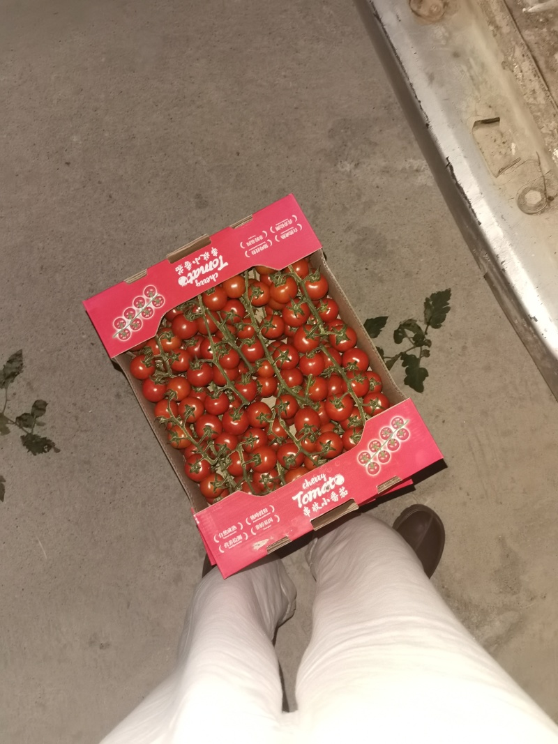 串收水果番茄，八分甜两分酸，通货，精品都有，500亩。