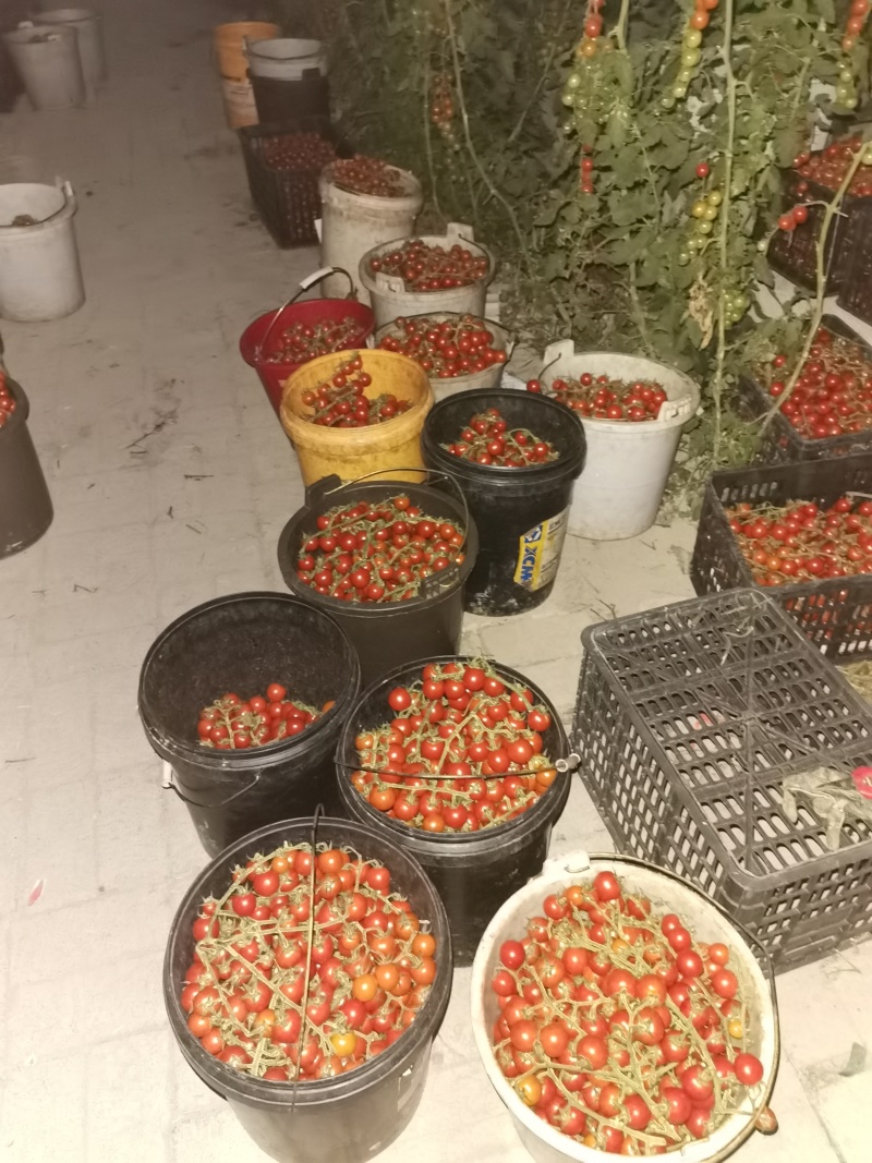 串收水果番茄，八分甜两分酸，通货，精品都有，500亩。