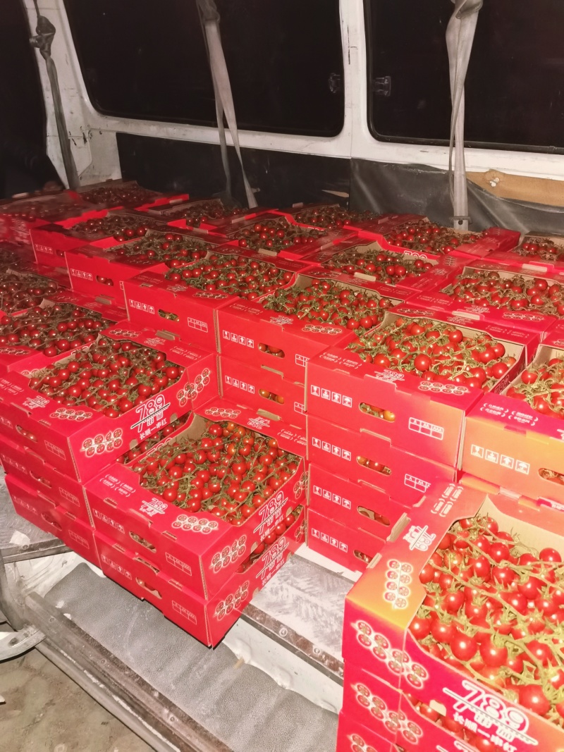 串收水果番茄，八分甜两分酸，通货，精品都有，500亩。