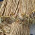 小白嘴白山药粗细均匀40厘米以上对接全国电商商超