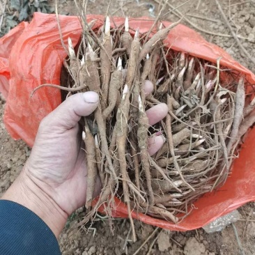 【赤芍苗】基地大量供货价格便宜品质可靠可视频看货