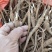 【赤芍苗】基地大量供货价格便宜品质可靠可视频看货