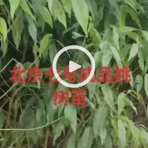 北京七号桃树苗品种纯保品种