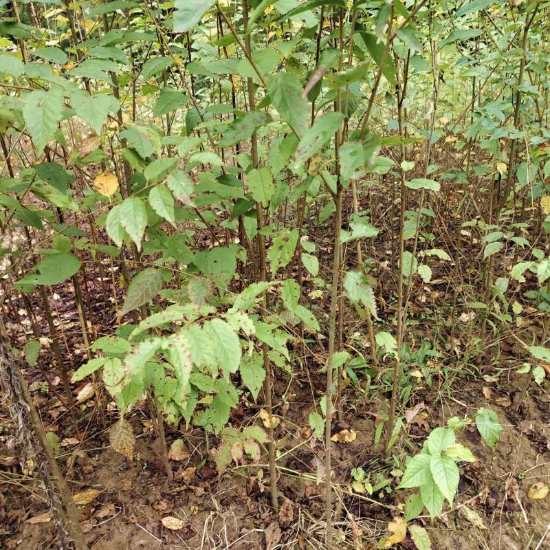 大叶青实生樱桃苗(毛樱桃苗)嫁接车厘子，玛瑙红等枮木
