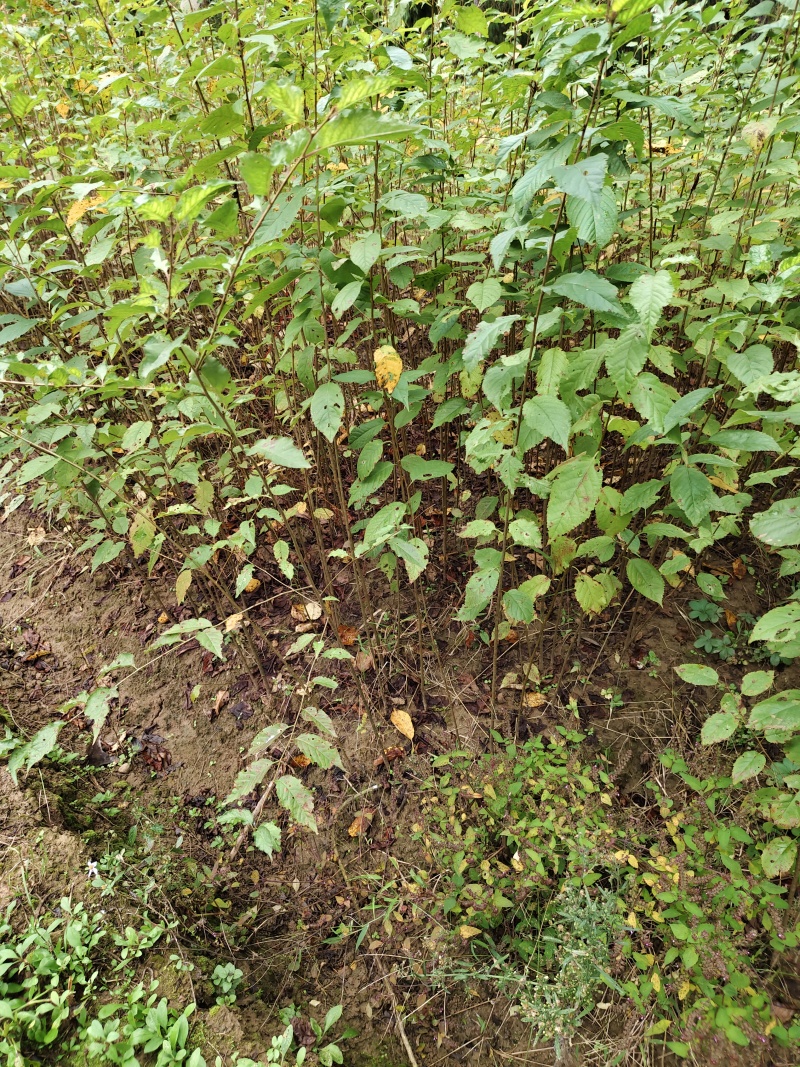 大叶青实生樱桃苗(毛樱桃苗)嫁接车厘子，玛瑙红等枮木