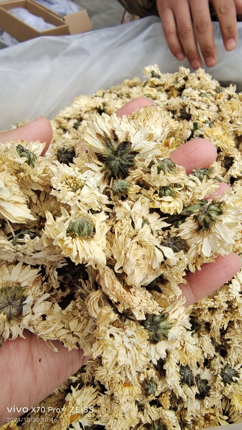 菊花药用菊花无硫干货2斤起包邮