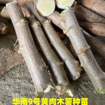 广西正宗华南9号黄肉木薯种苗黄心木薯苗