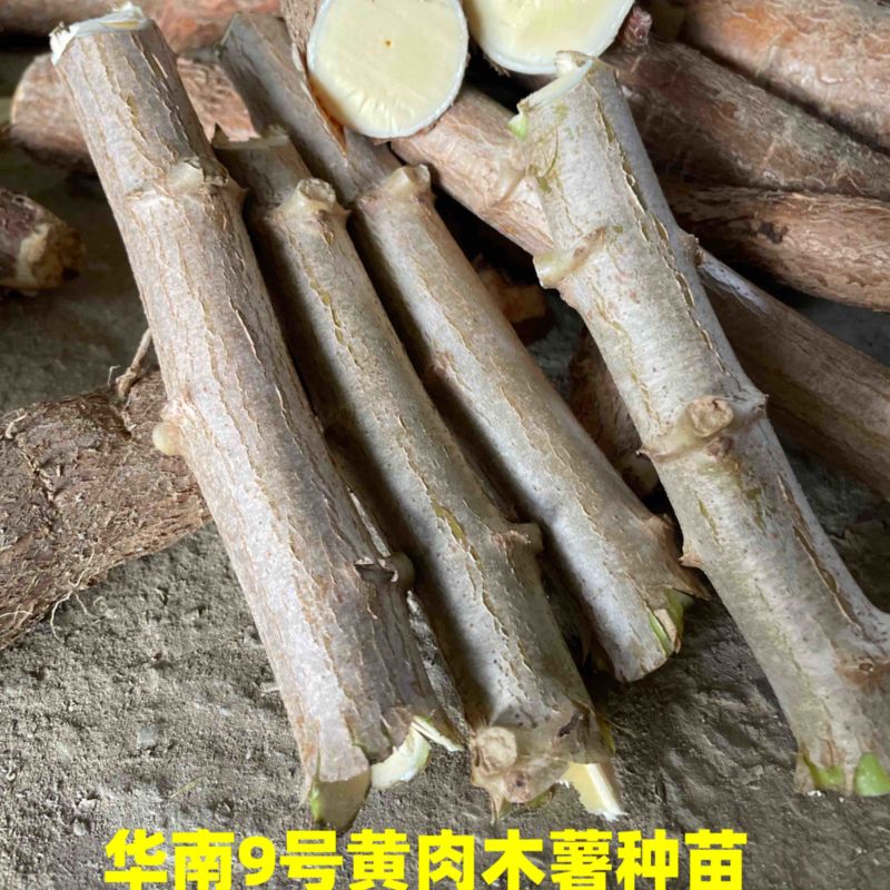 广西正宗华南9号黄肉木薯种苗黄心木薯苗